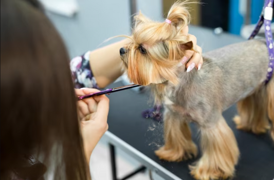 How to Detangle Your Dog's Hair: A Step-by-Step Guide