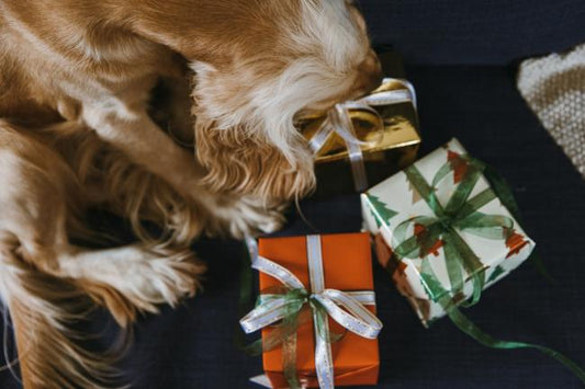 10 New Year's Gift Ideas For Our Pet Parents